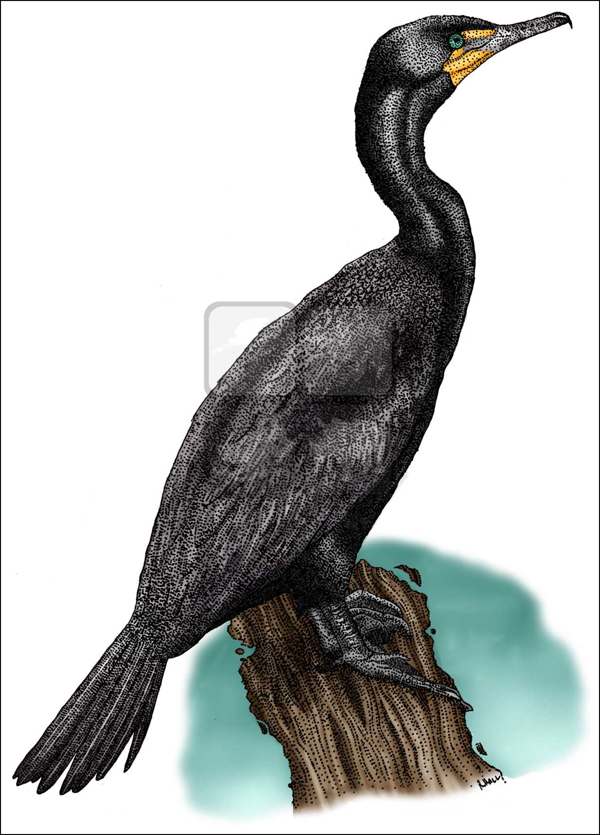 1234x1717 Double Crested Cormorant (Phalacrocorax Auritus) Line Art Illustration