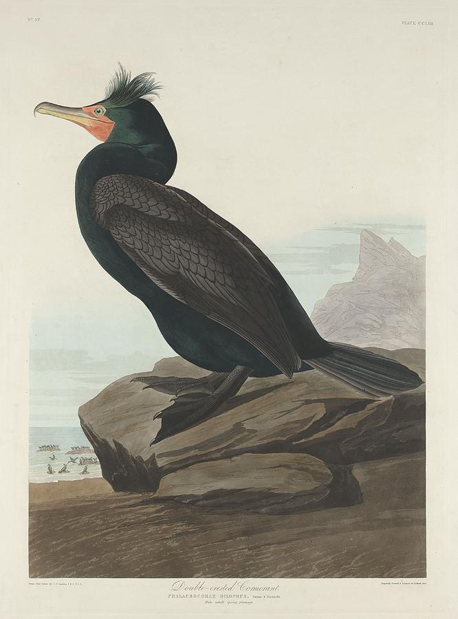 666x900 Double Crested Cormorant Drawing By Dreyer Wildlife Print Collections