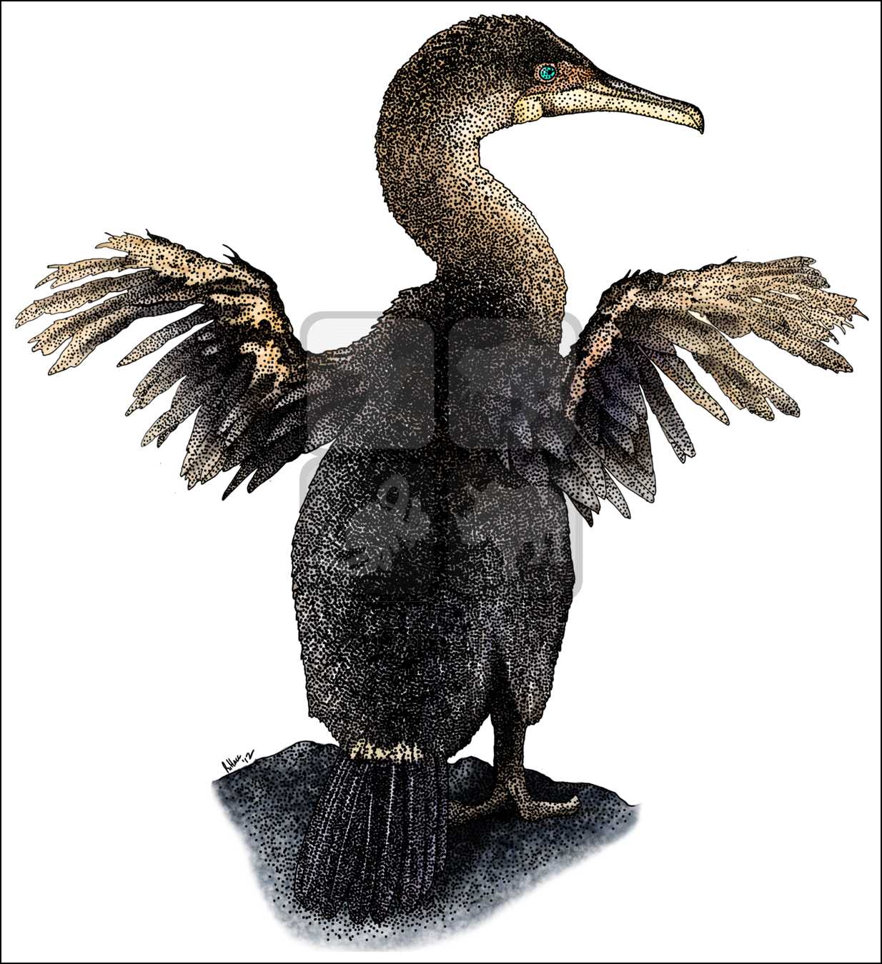 1234x1350 Flightless Cormorant (Phalacrocorax Harrisi) Line Art And Full