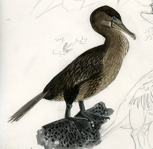 300x292 Flightless Cormorant