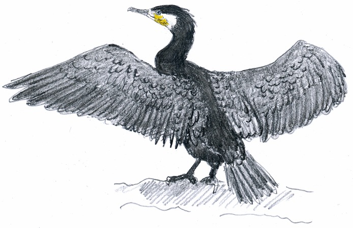 694x450 Great Cormorant Facts For Kids