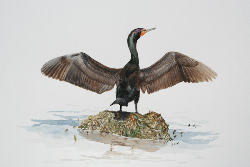 800x536 The Double Crested Cormorant Plight Of A Feathered Pariah