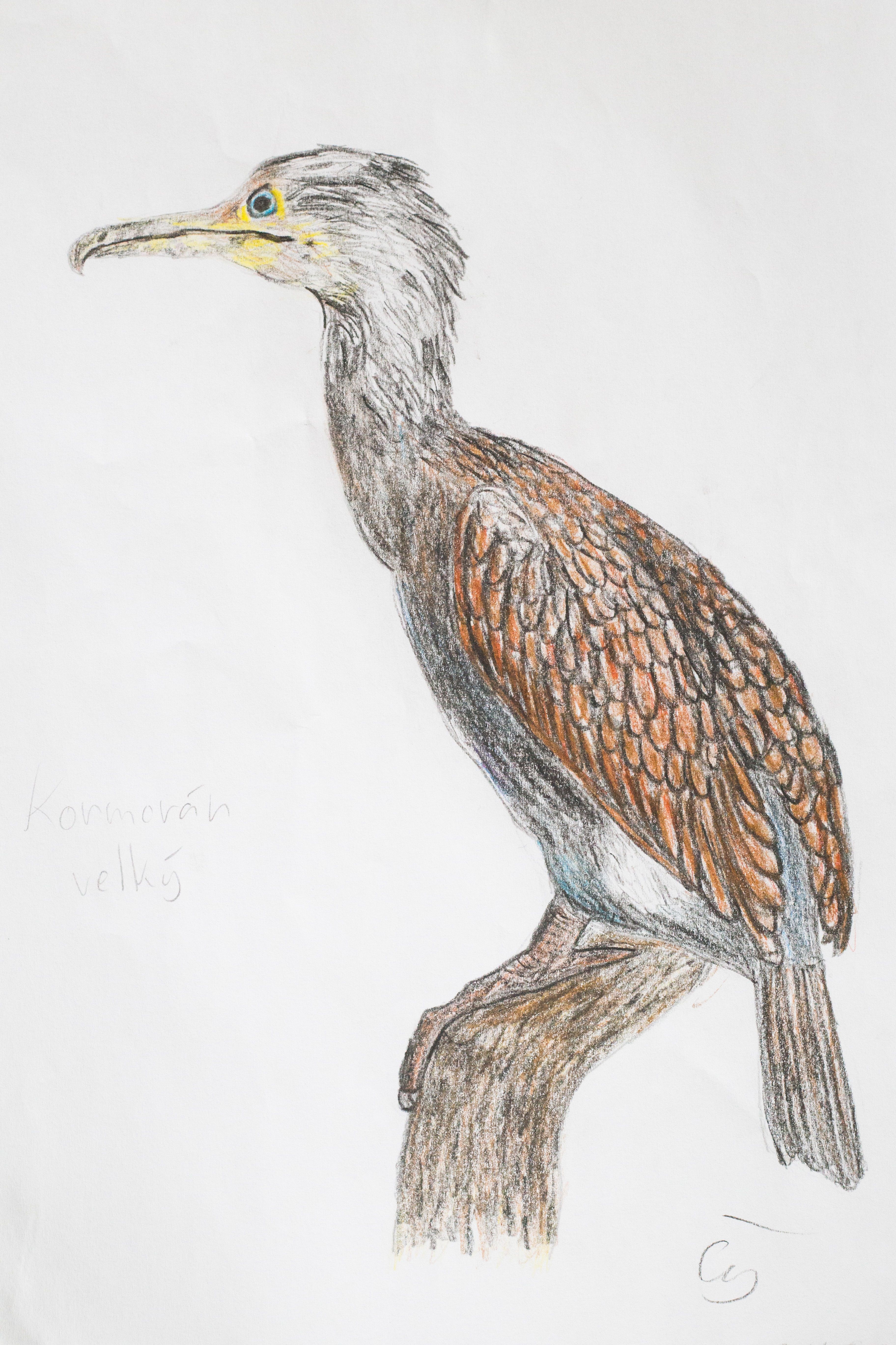 3648x5472 Cormorant Bird Drawing My Art