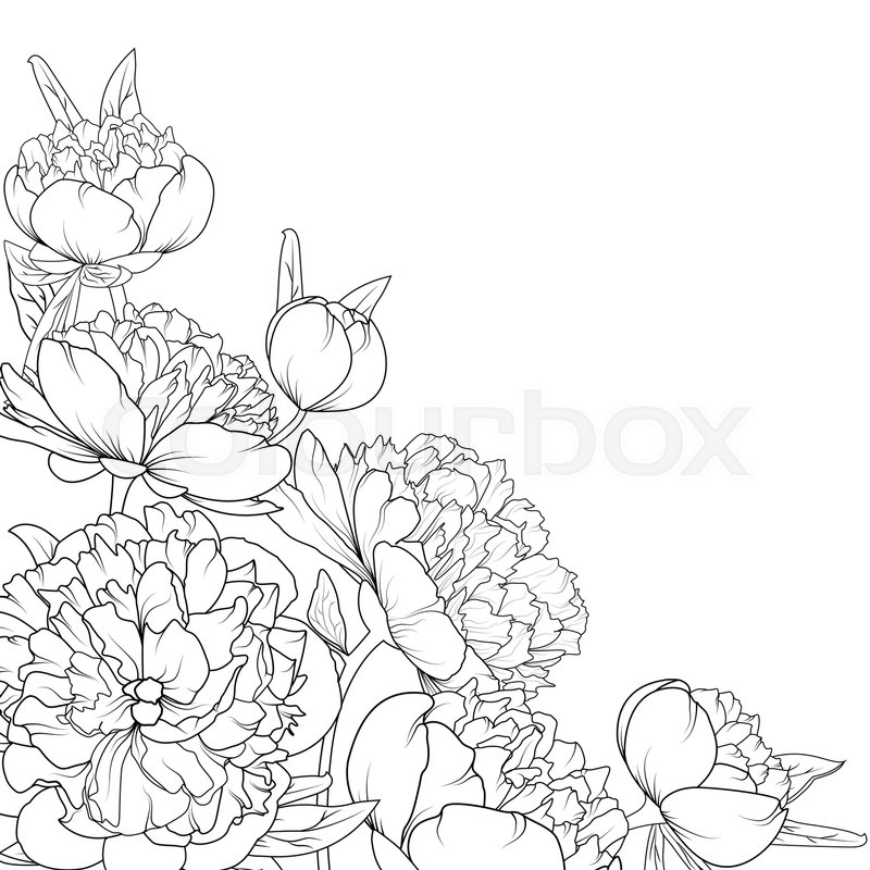 800x800 Peony Rose Garden Spring Summer Flowers Black And White Detailed
