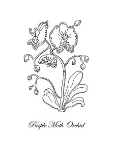 232x300 Orchids Drawings Fine Art America