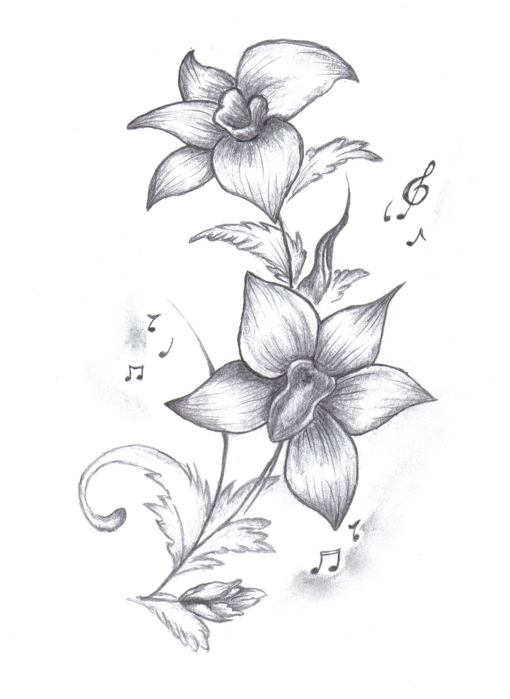1024x1404 Gousicteco Orchid Art Drawing Images