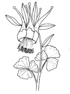 236x316 Draw Flowers