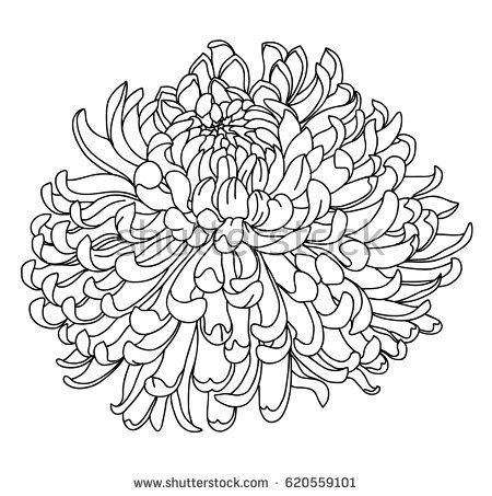 450x453 Hand Drawn Chrysanthemum For Tattoo Design Tattoos