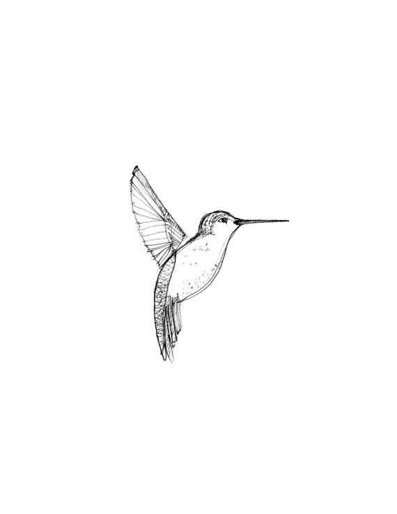 570x738 Hummingbird Drawing, Framed Drawing Art, Hummingbird Art Print