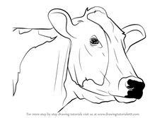236x167 Cow`s Udder Drawing Cow Cow, Drawing Lessons