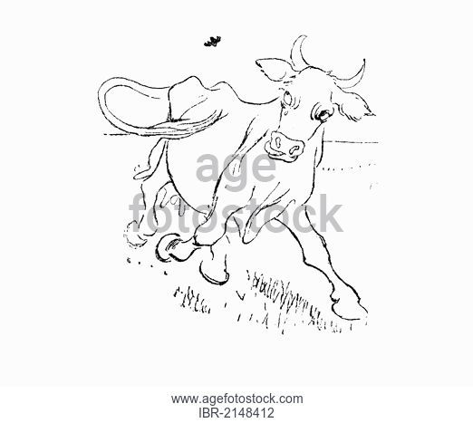 522x467 Drawing In Longitudinal Section Of A Mammary Gland Of The Cow