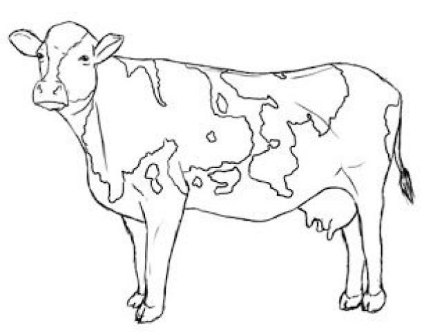 640x480 Drawn Cattle