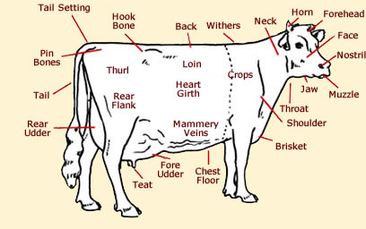 408x256 Cow Anatomy