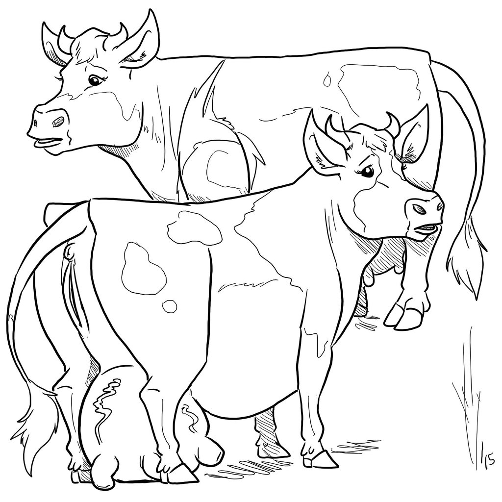 Cow Udder Drawing at GetDrawings | Free download
