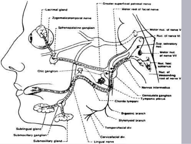 638x479 Facial Nerve And Its Disorders