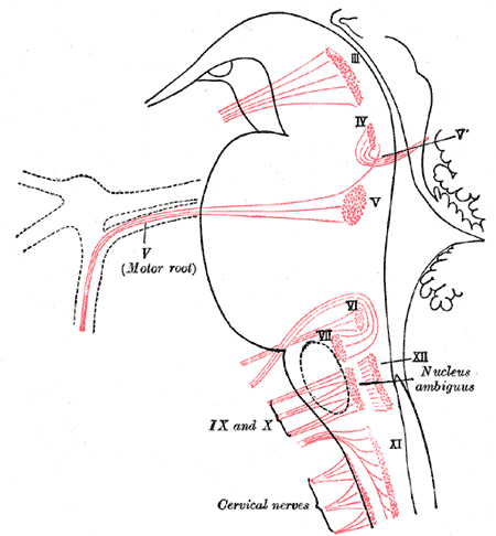 450x486 Cranial Nerve Nucleus