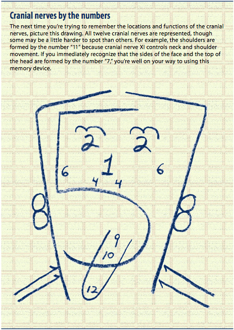 463x653 40 Tips And Mnemonics In Remembering The 12 Cranial Nerves