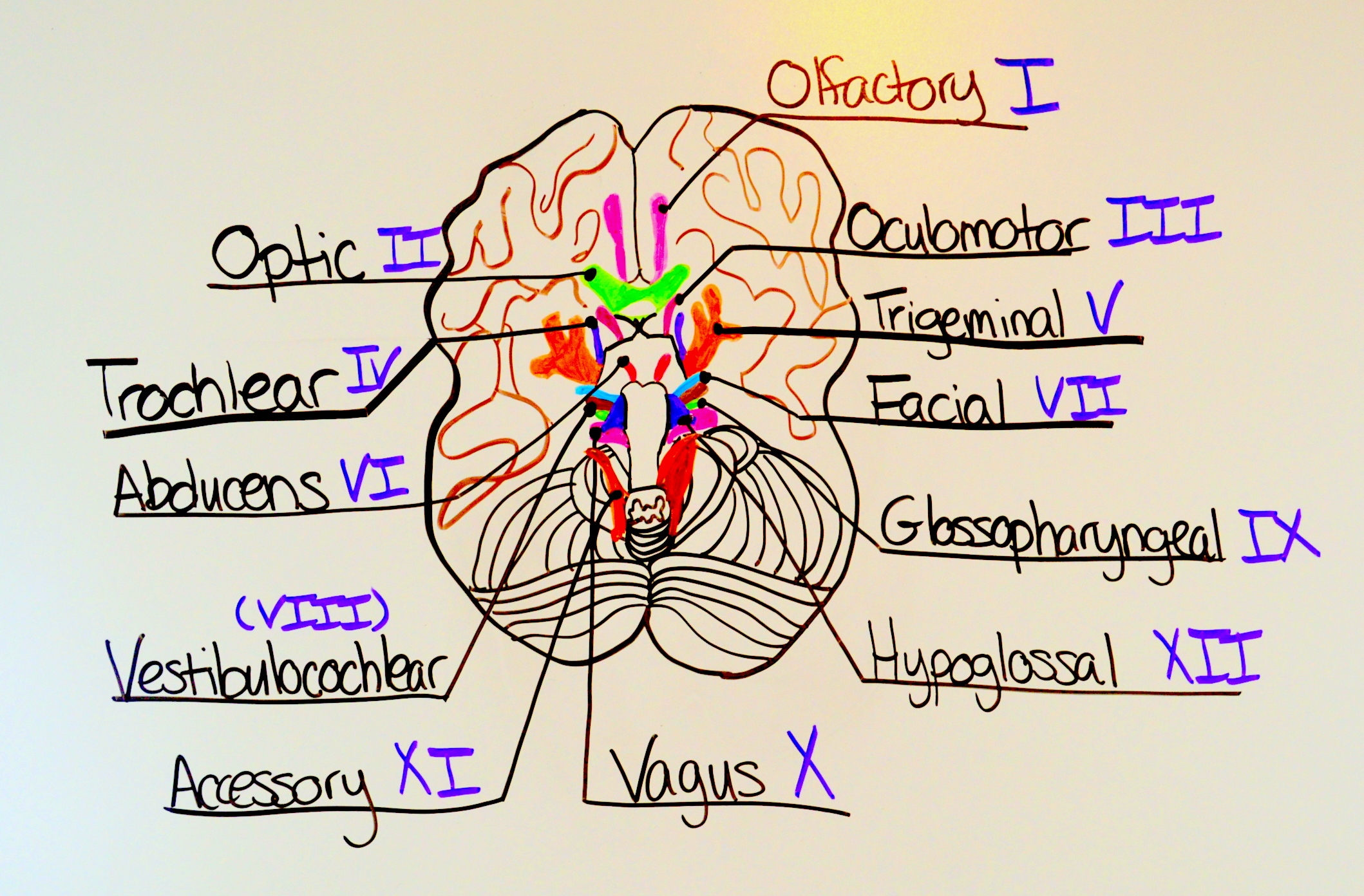 2118x1392 How To Remember The Cranial Nerves