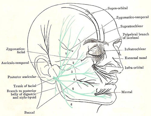 500x383 Facial Nerve
