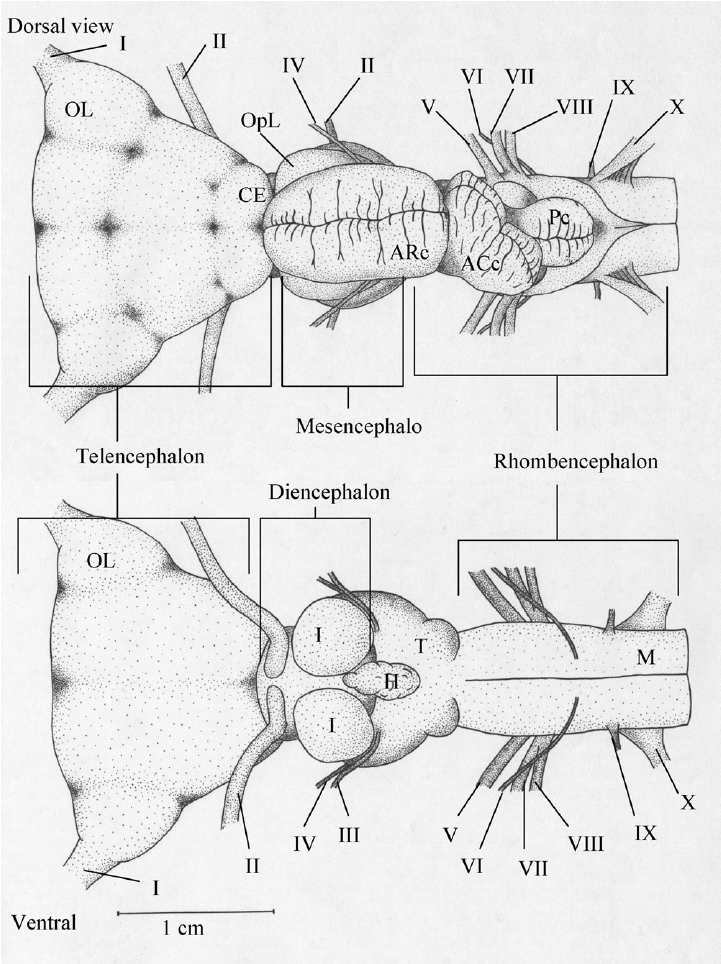 721x964 Dorsal And Ventral View Of Brain With Cranial Nerves And Major