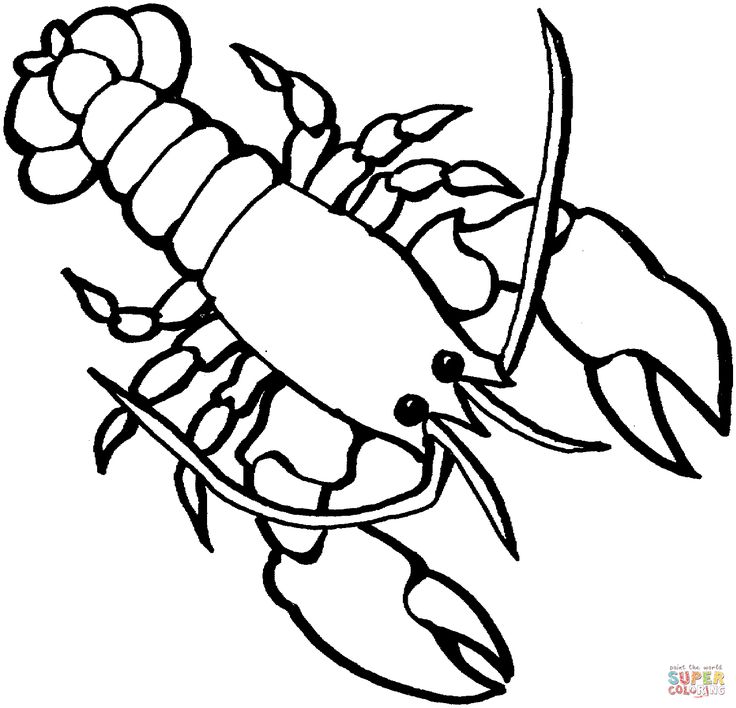 Crawdad Drawing