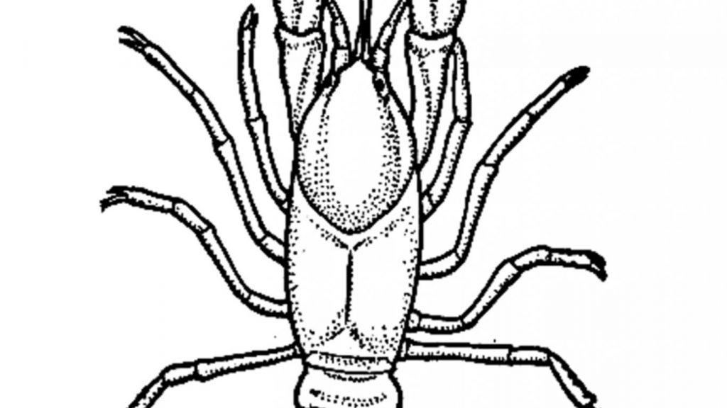 1024x576 Love Crayfish Coloring Page Crawfish Drawing At Getdrawings Com