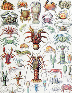 234x300 Crayfish Drawings Fine Art America