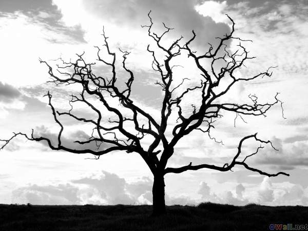 600x450 37 Best Dead Tree Pencil Drawings Images On Pencil