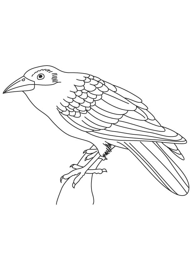 613x860 Collection Of Indian Cuckoo Bird Drawing High Quality, Free