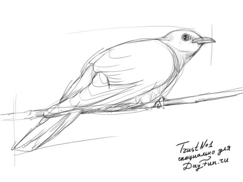 800x600 How To Draw A Cuckoo Step By Step