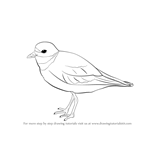 150x150 Learn How To Draw A Cuckoo (Birds) Step By Step Drawing Tutorials