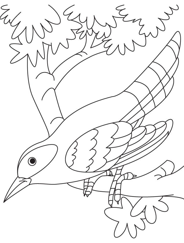 720x954 Cuckoo Coloring Page 1.jpg Coloring With Bev