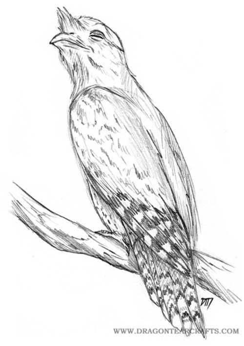 500x707 Frogmouth Bird Tumblr