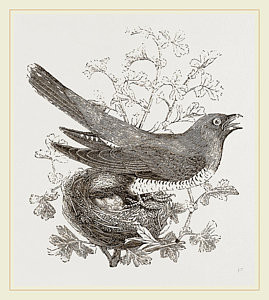 269x300 Cuckoo Drawings Pixels