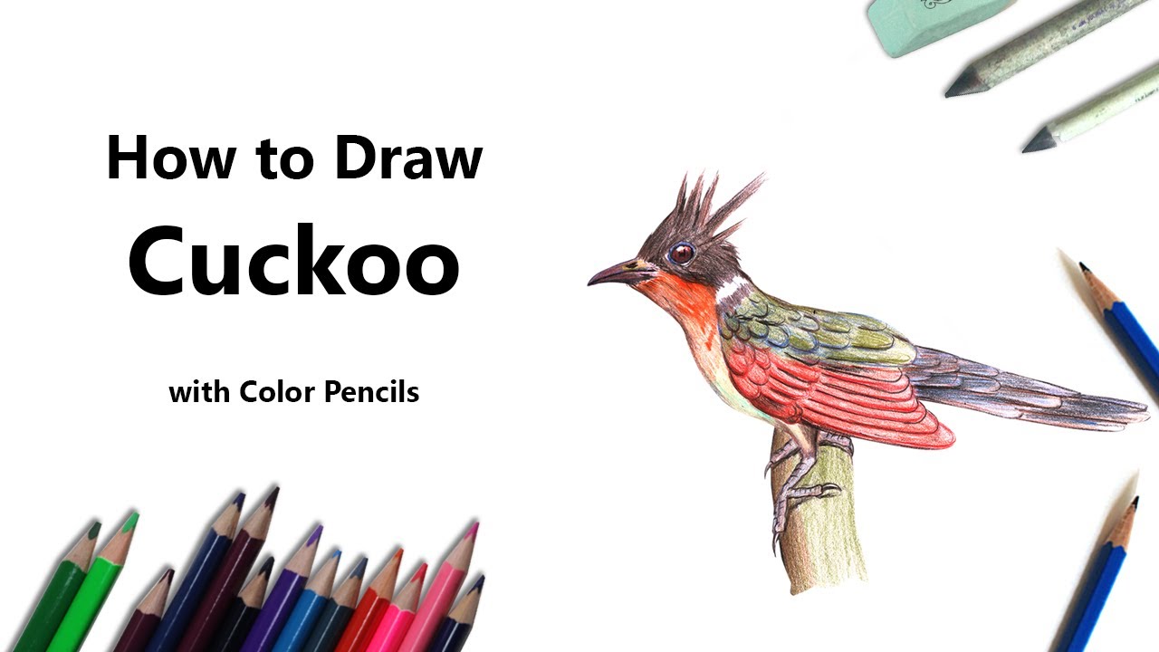 1280x720 How To Draw A Cuckoo With Color Pencils [Time Lapse]