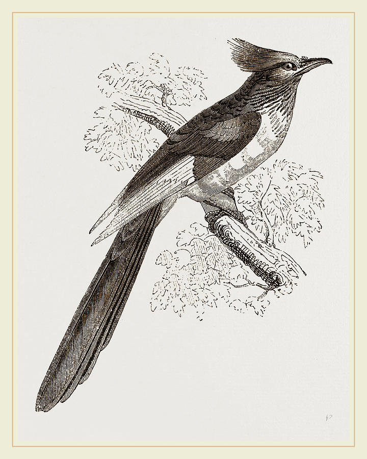720x900 Le Vaillants Cuckoo Drawing By Litz Collection