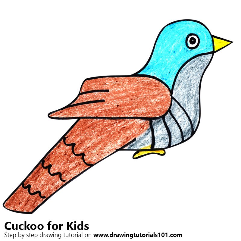 800x800 Learn How To Draw A Cuckoo For Kids (Animals For Kids) Step By