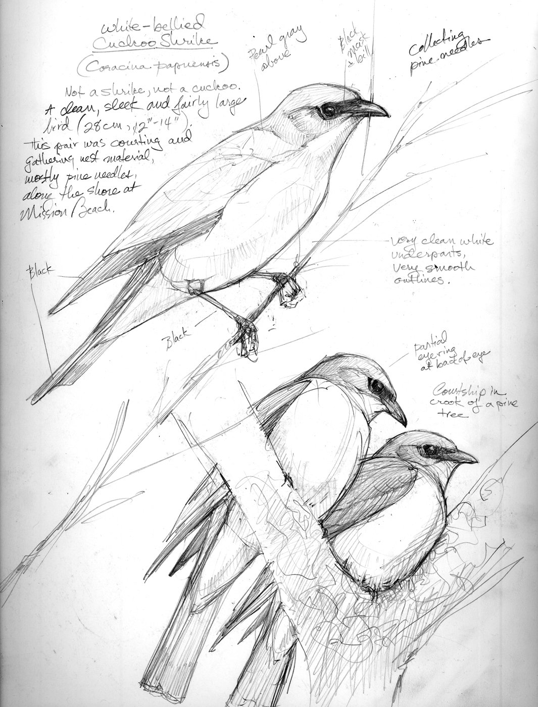 1065x1400 Australia Sketchbook Drawing The Motmot