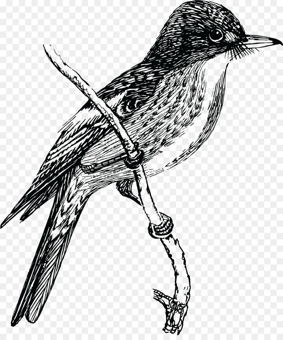 900x1080 Bird Drawing Clip Art