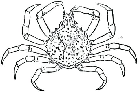 480x323 Crab Coloring Pages Spider Crab Coloring Page Cute Crab Coloring