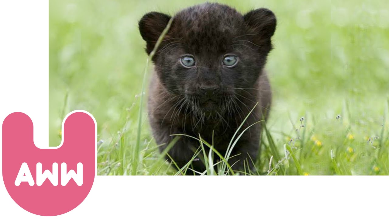 1280x720 Cute Baby Black Panthers