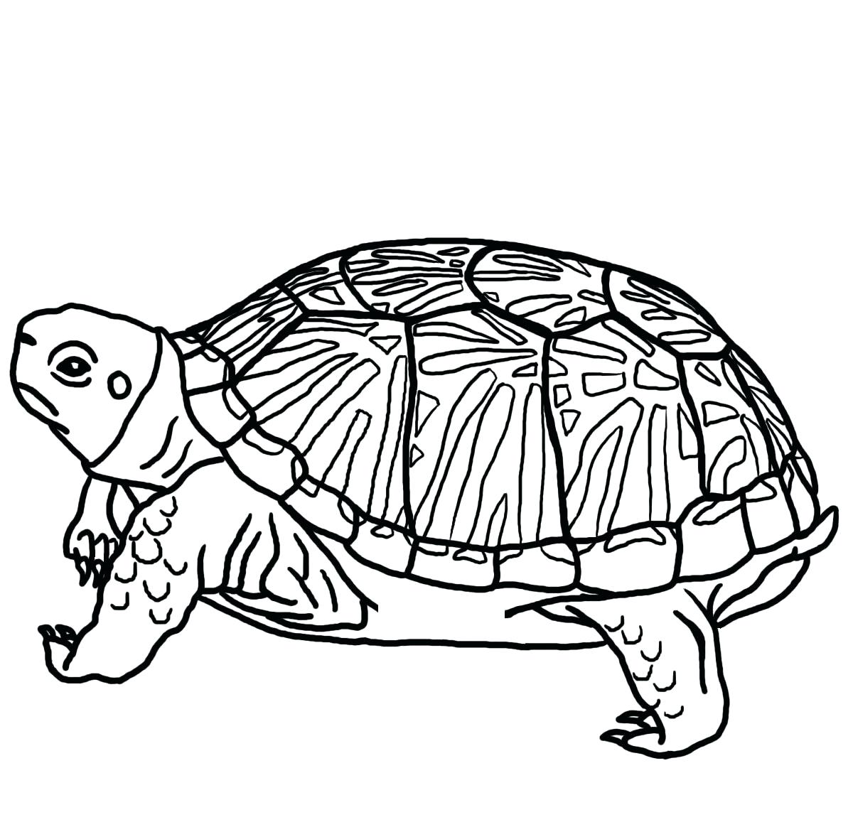 Cute Sea Turtle Drawing at GetDrawings | Free download