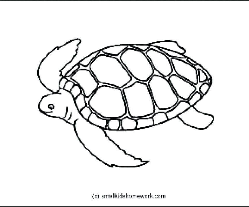 960x800 Sea Turtle Marine Turtle Swimming Black And White Outline Cute Sea