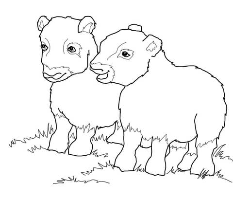 480x448 Musk Ox Babies With Cute Smile Coloring Page