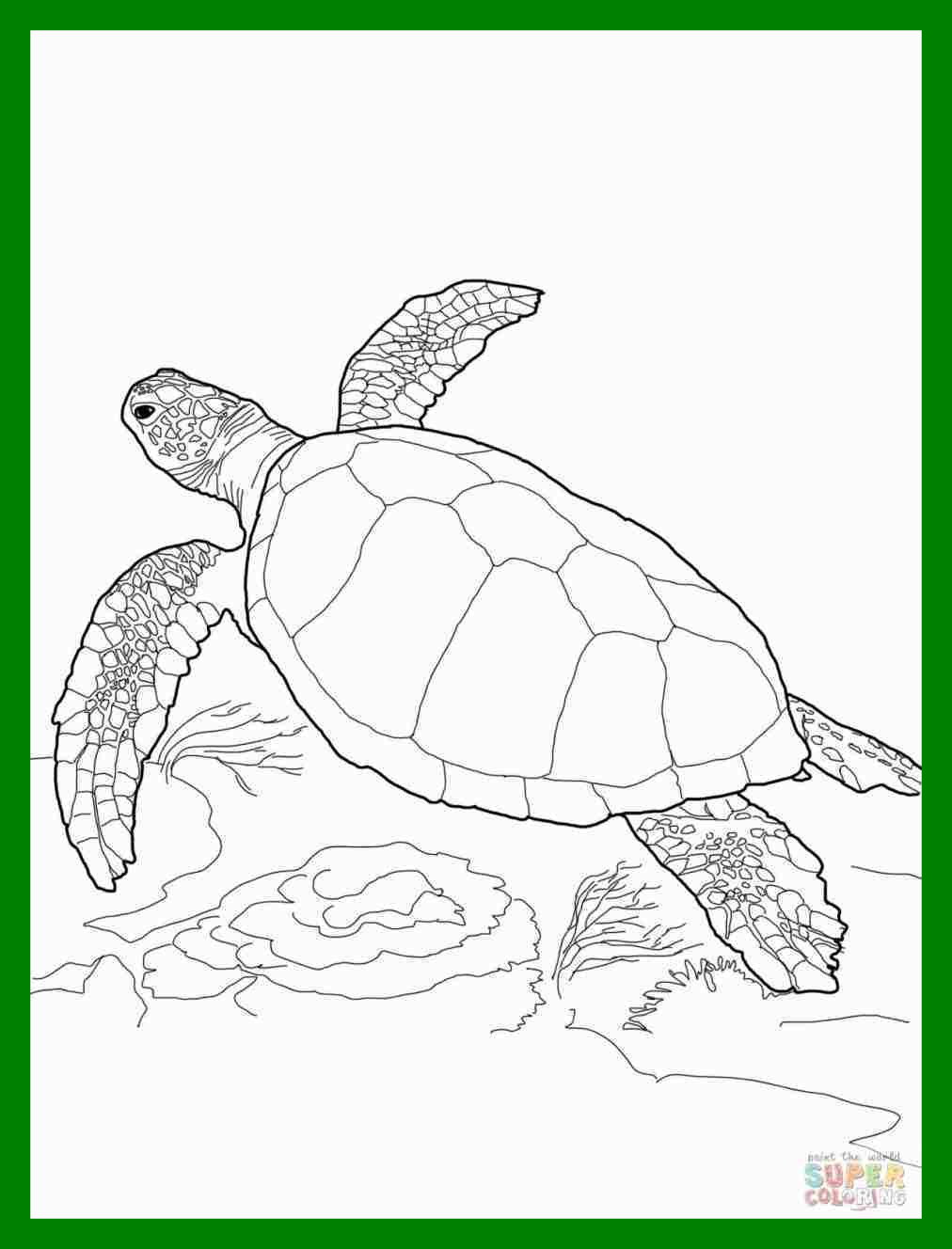 1012x1328 Incredible Simple Cute Turtle Drawing How To Draw Rhcollectioncom