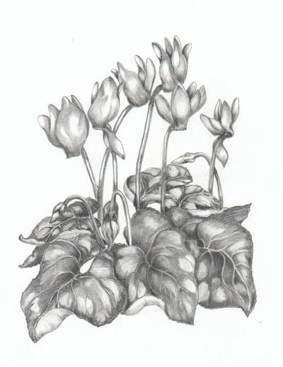 400x518 Cyclamen Painting Floral Flower Drawings