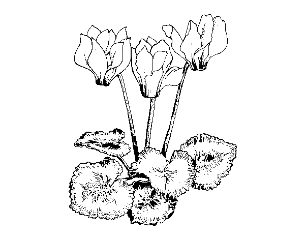 600x470 Cyclamen Coloring Page