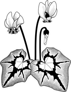 279x361 Cyclamen Hederifolium Final Hansen Nursery