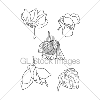 325x325 Cyclamens Pen Drawing Set Gl Stock Images