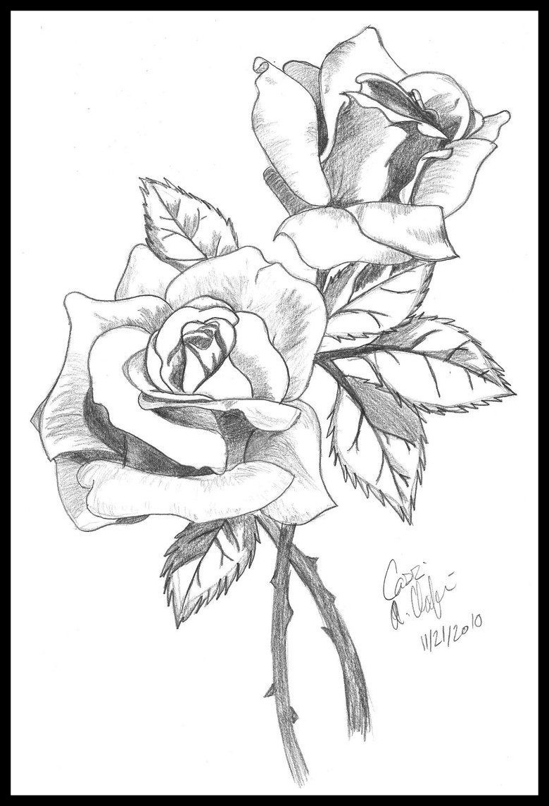 780x1144 Astonishing Cyclamen By Luis Vargas Saavedra Pen And Ink Still